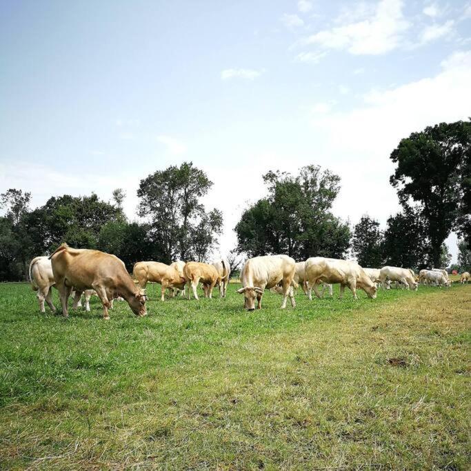 Gite A La Ferme De La Bouriette Revel  Bagian luar foto